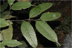 Aphananthe cuspidata